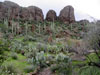 cactus at boyce thompson arboretum