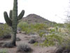 phoenix botanical cactus garden