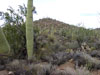 saguaro cacti park